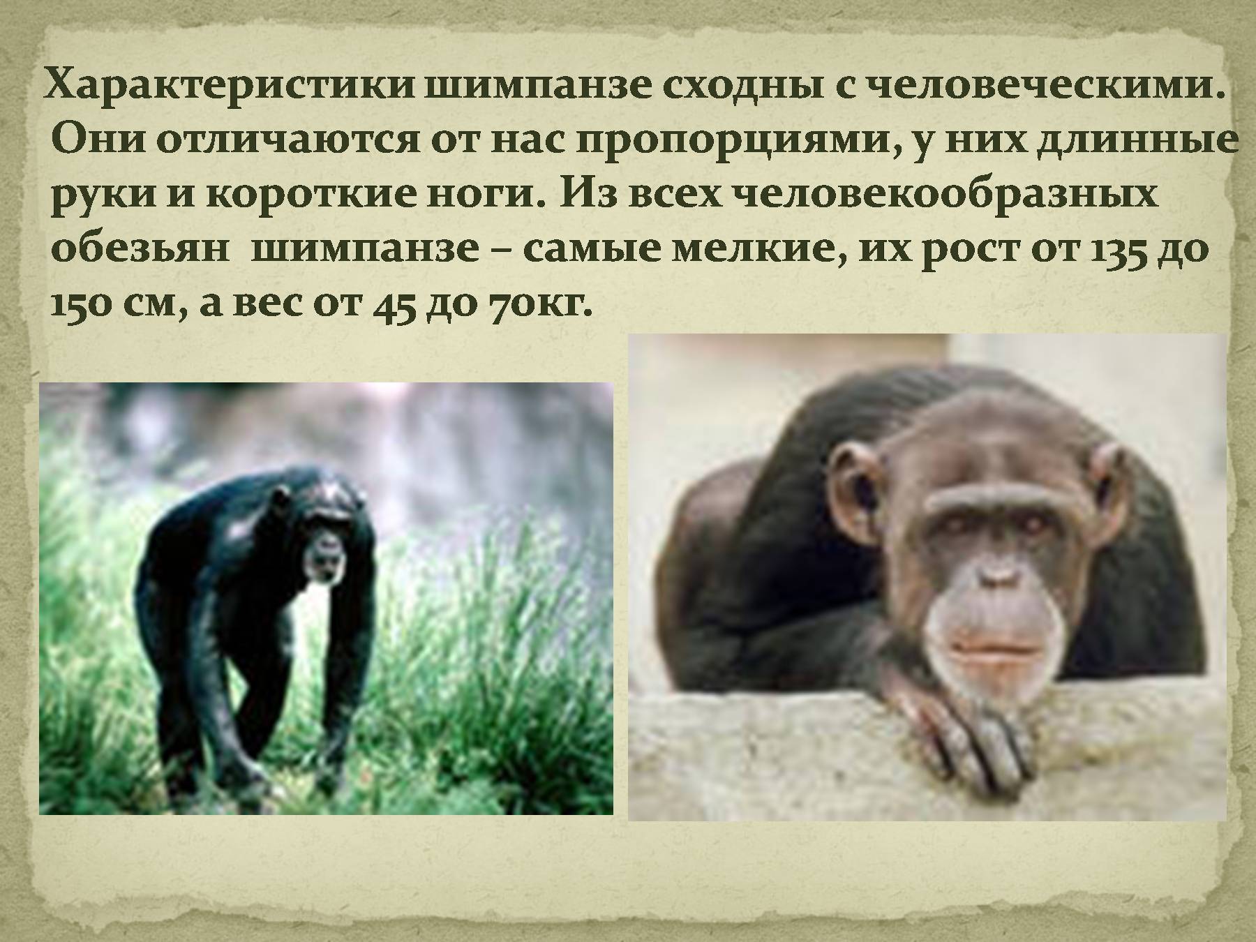 Отряд приматы: образ жизни, эволюция и классификация