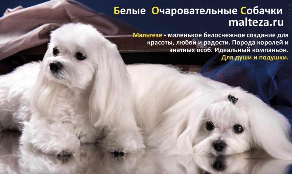 Мальтийская болонка: плюсы и минусы, описание породы - zoosecrets