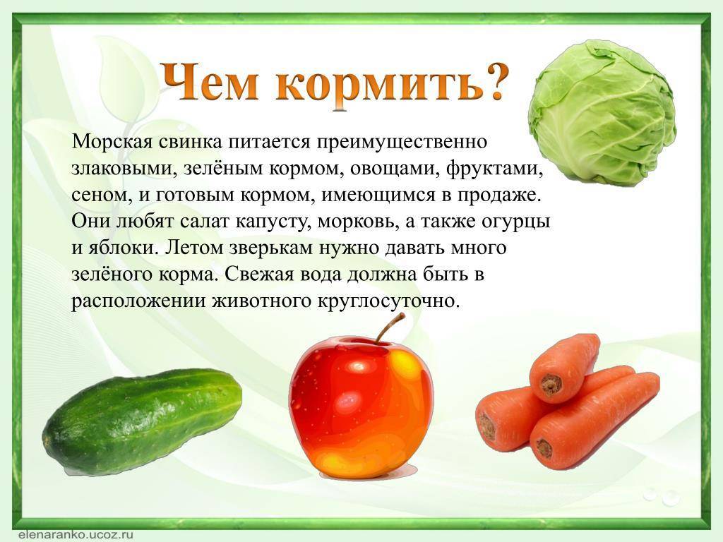 Чем можно кормить морскую свинку, что ест, что нельзя давать