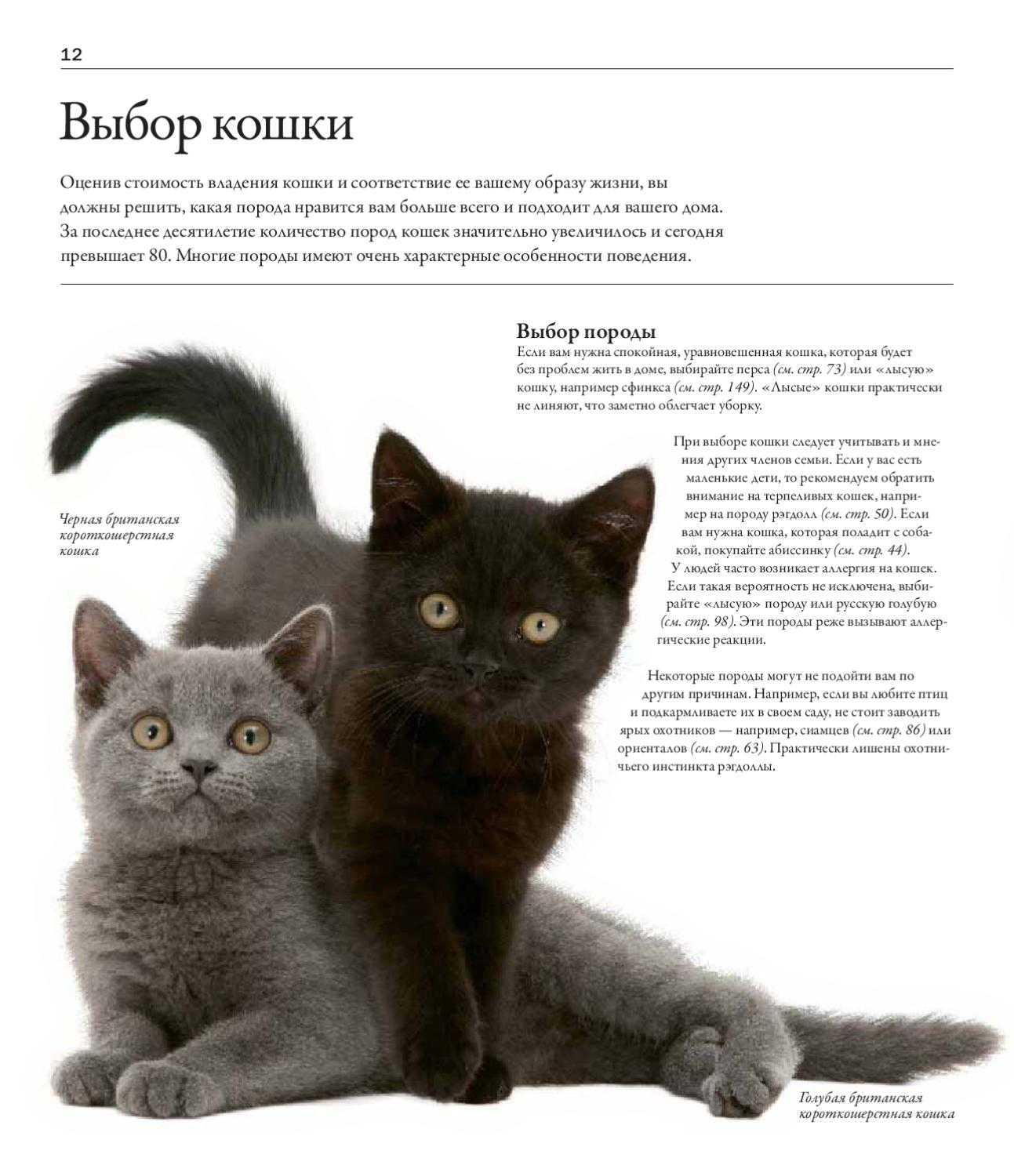 Мечта хозяек: 4 породы кошек, которые не линяют