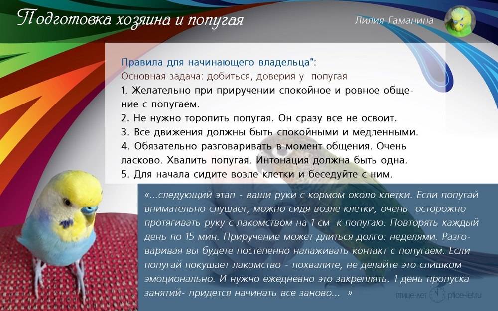 Первые дни волнистого попугая. Волнистый попугай приручение. Адаптация волнистого попугая. Адаптация волнистого попугая дома после покупки. Что нужно чтобы приручить попугая.