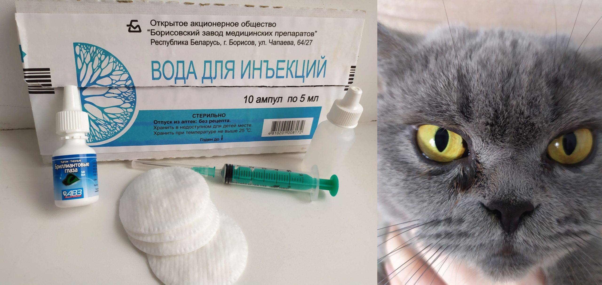 Если кошка чихает и слезятся глаза, что делать?