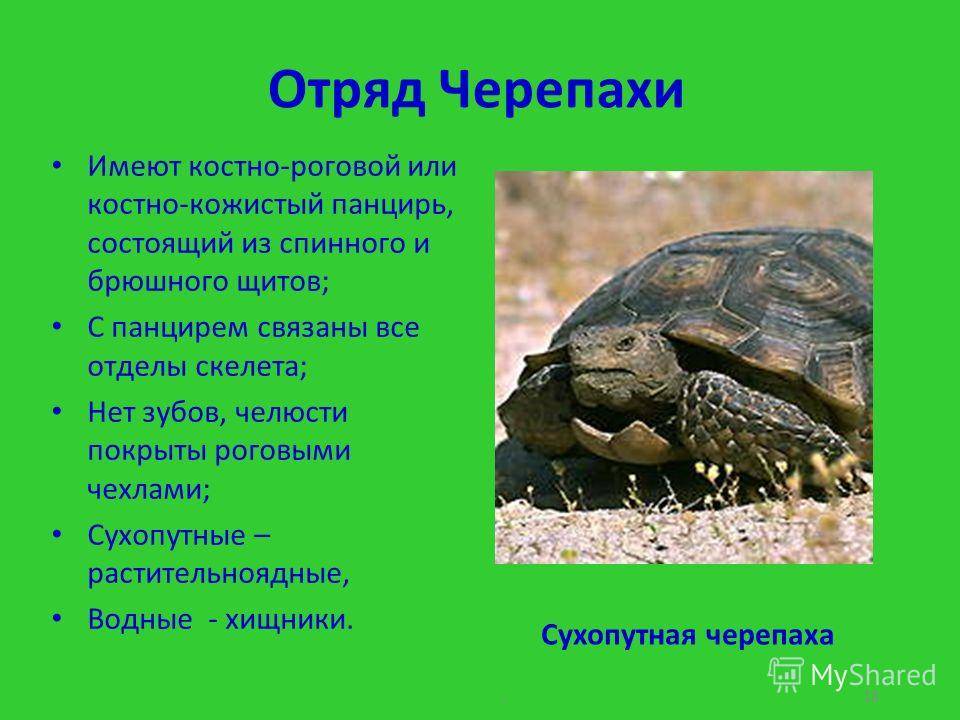 Черепаха – описание, виды, пища, где обитает, фото