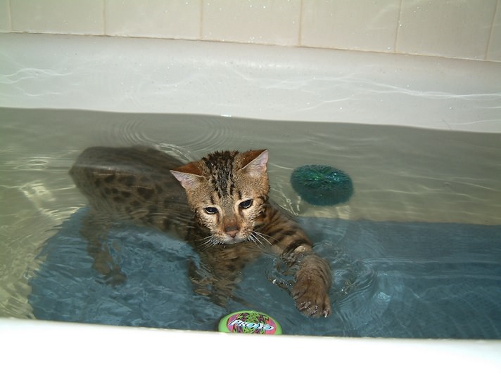 Какая порода кошек любит купаться ⋆ онлайн-журнал для женщин