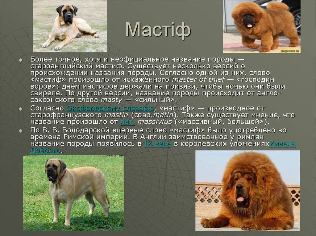 Порода собак тибетский мастиф и ее характеристики с фото