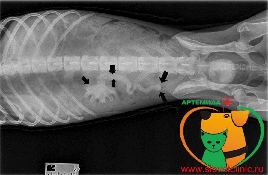 Гидронефроз почек у кошки: лечение, прогнозы, причины