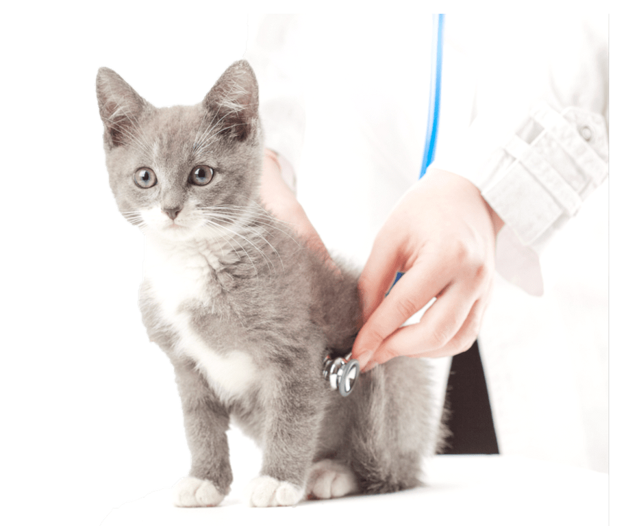 Лейкоз у кошек (вирусная лейкемия): симптомы и лечение