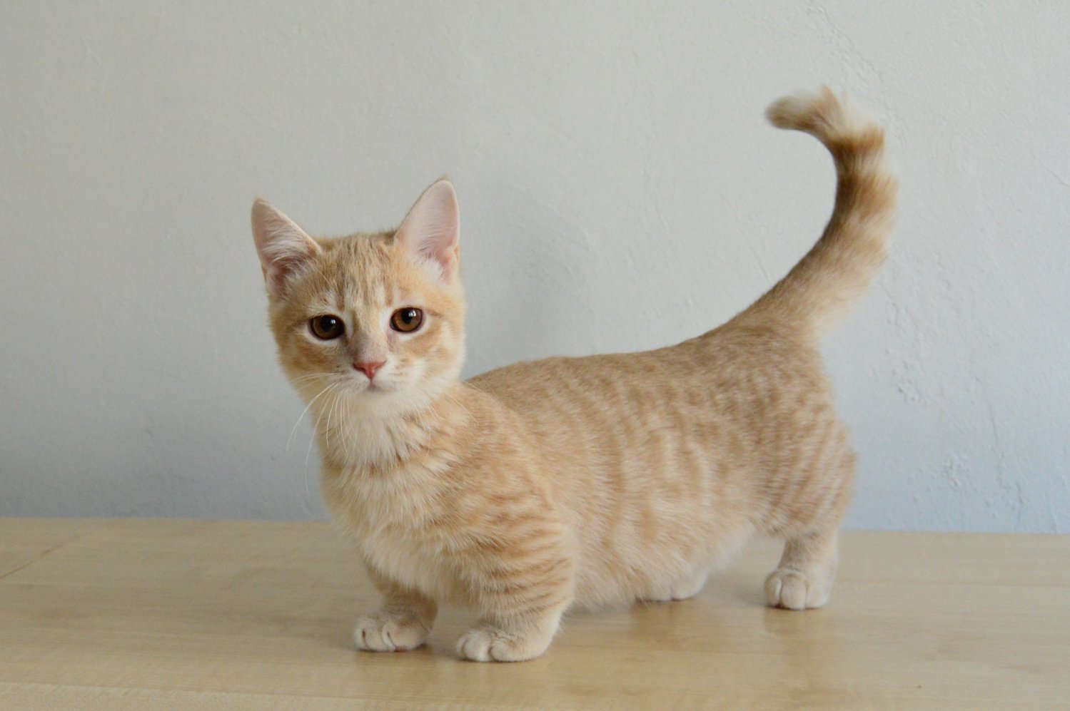 Породы кошек с короткими лапами: особенности, фото, характер
