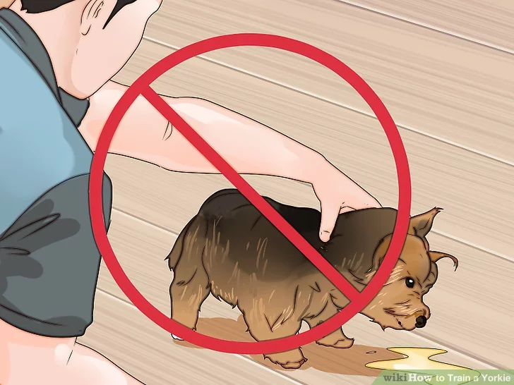 Как правильно ругать и наказывать собаку за очередное непослушание
