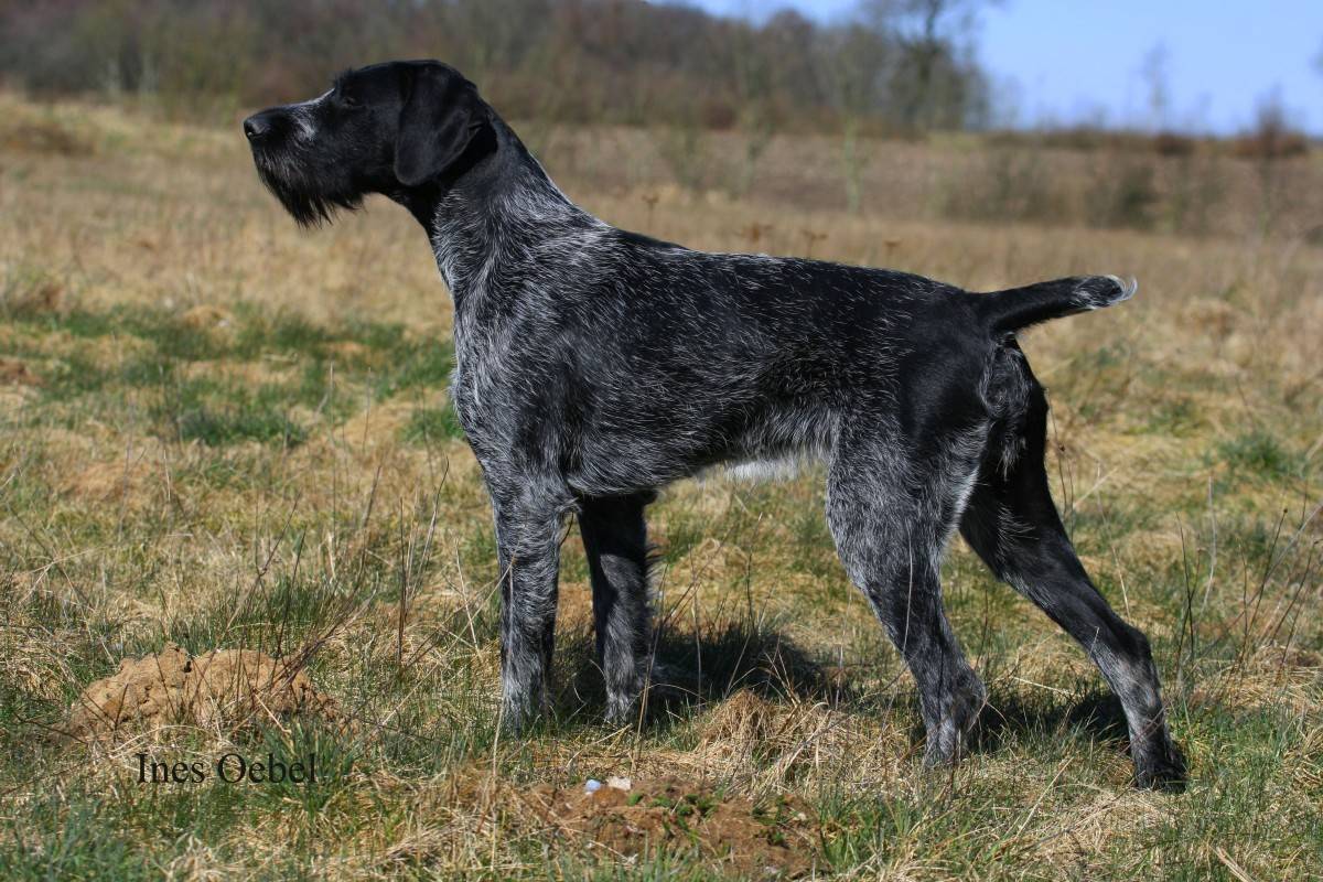 Дратхаар: фото и описание породы собак
дратхаар: фото и описание породы собак