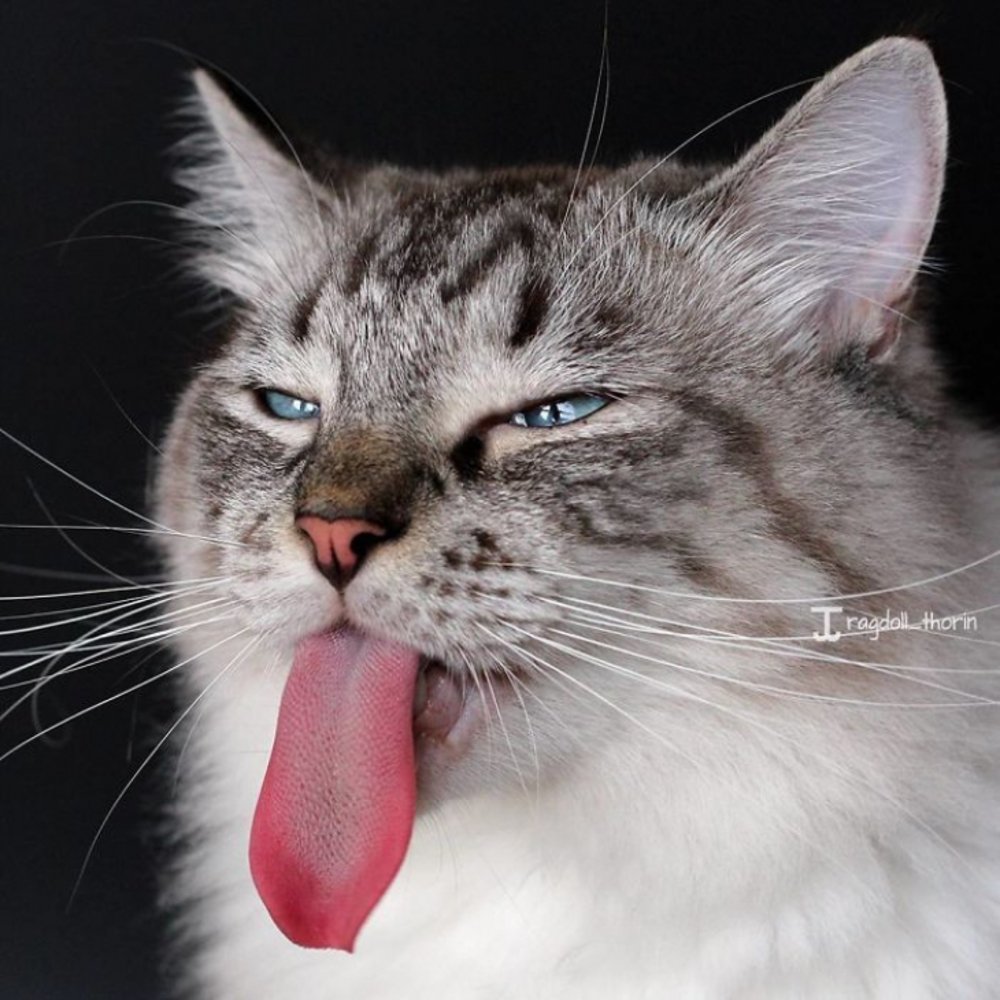 Коты с высунутым языком
