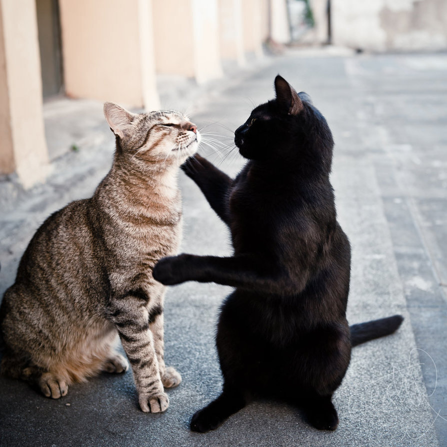 Как подружить между собой двух котов или кошек в одной квартире, что делать, если они дерутся и орут?