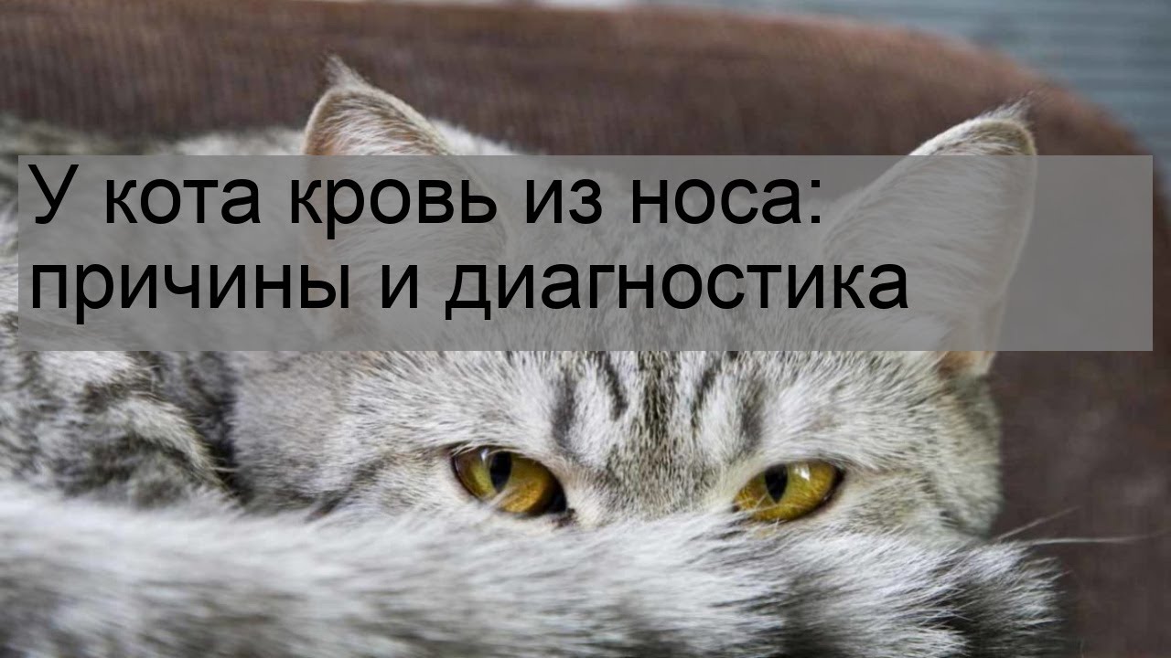 Кошка чихает с кровью – что это значит, почему у питомца из носа текут кровянистые выделения?