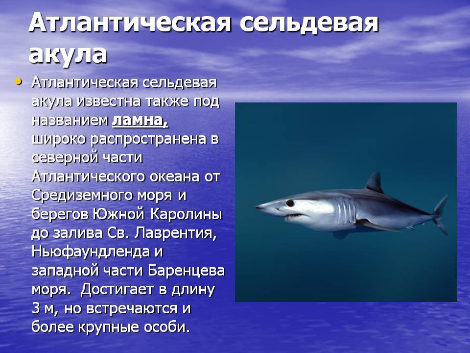 Топ-10 самые опасные акулы ∞ лагуна акул