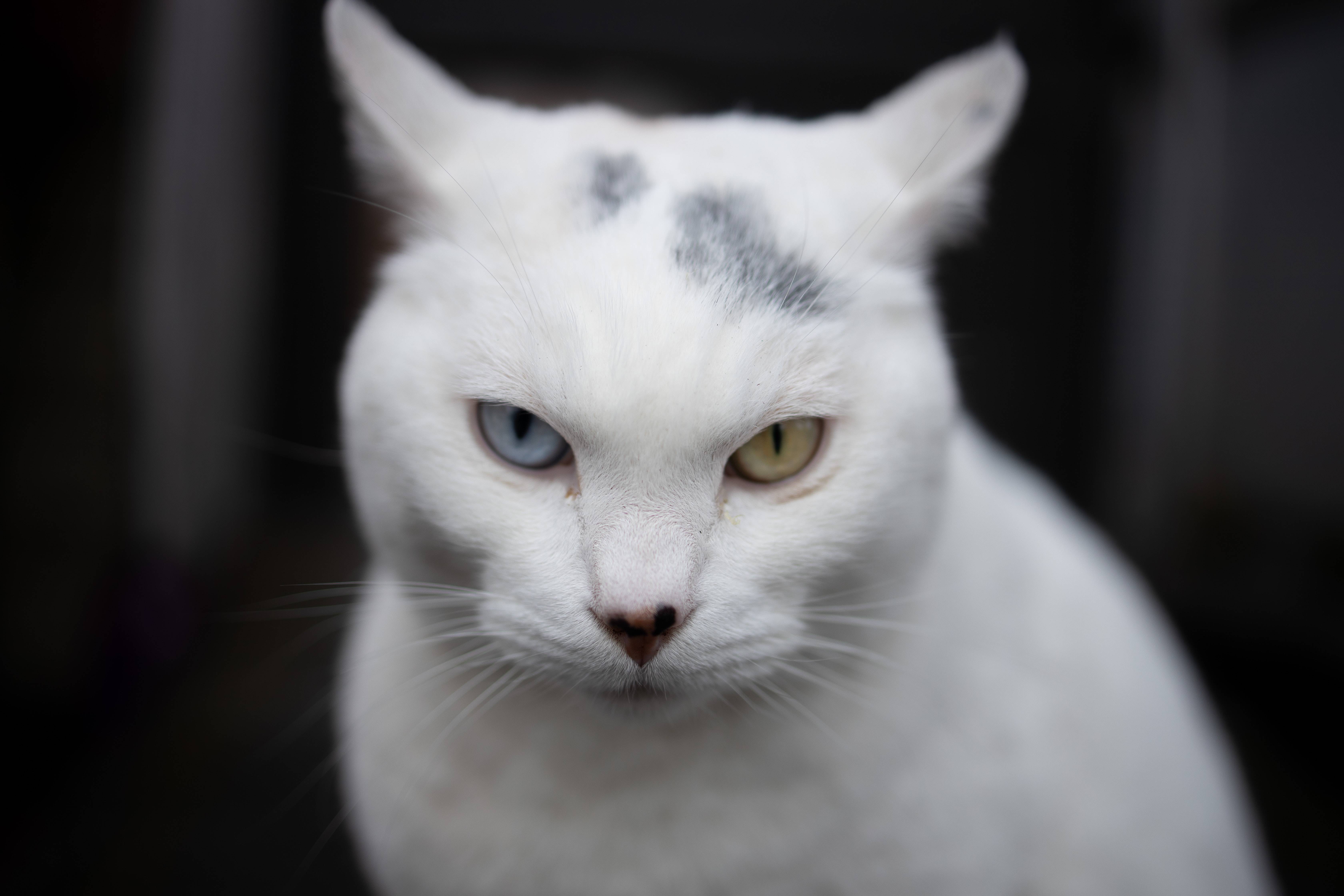 Шотландская, персидская и другие варианты пород белых кошек с голубыми глазами