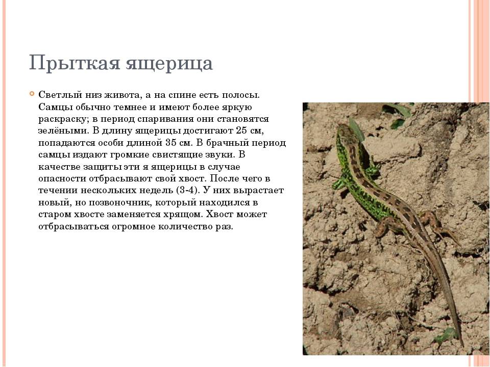 Ящерица ???? описание рептилии, особенности, виды, образ жизни