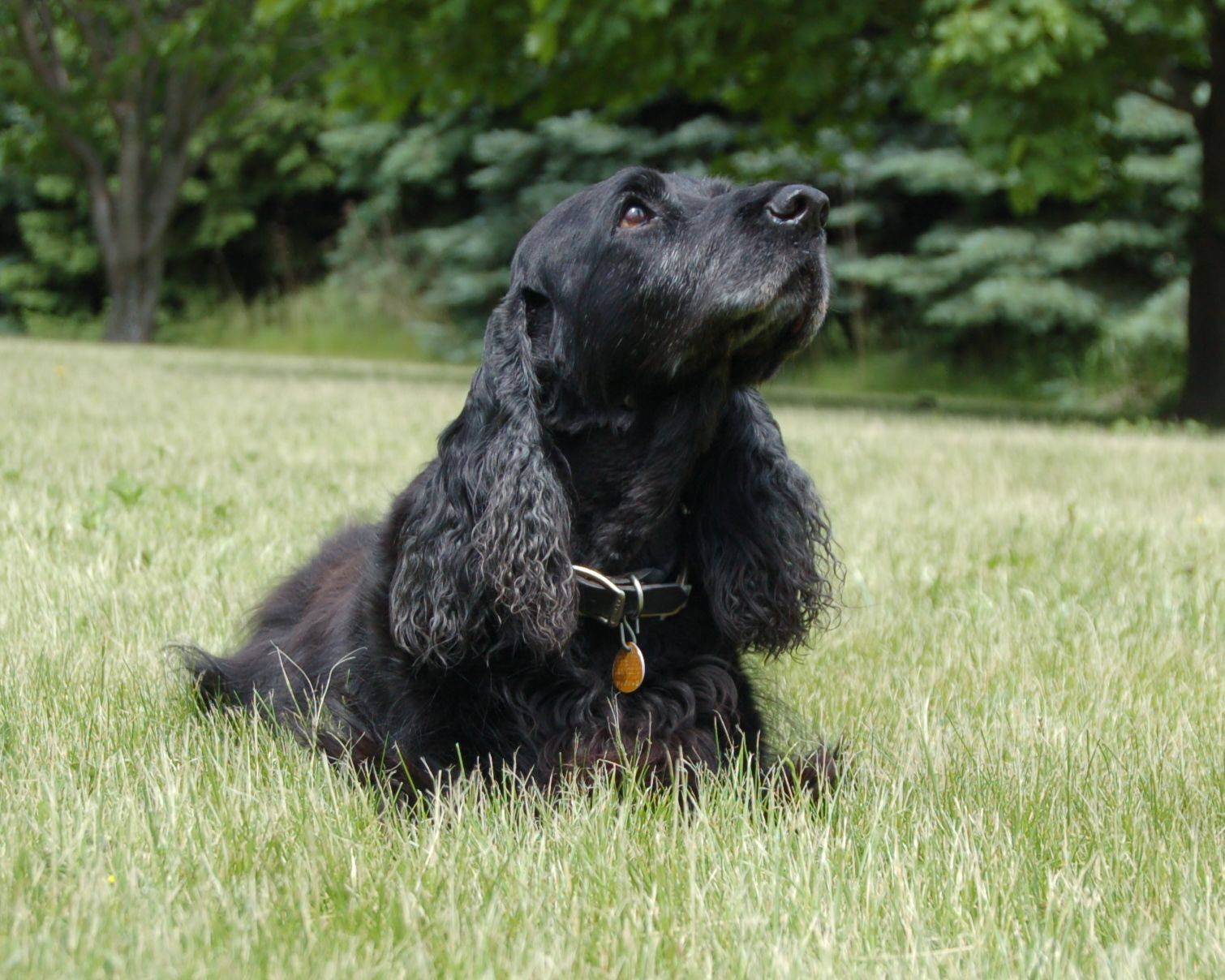 Спаниель: основные виды группы пород охотничьих собак с описанием и фото (ч1)