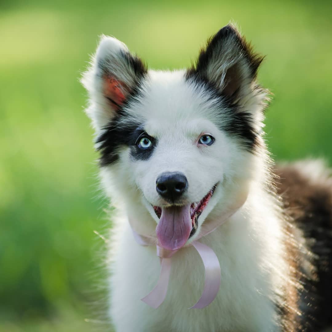 Якутская лайка — описание породы и характер собаки