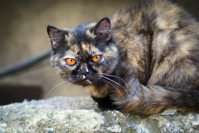Черепаховая кошка в доме: приметы о животных трехцветного окраса, суеверия и поверья