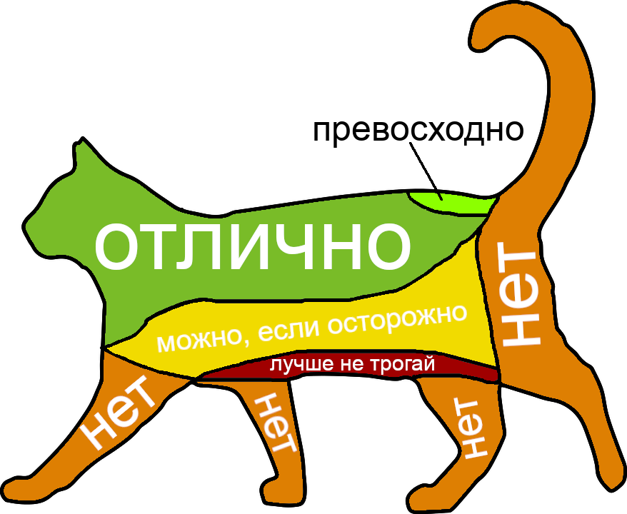 Как посветить день коту чтобы ему понравилось. Где можно гладить кошку. Где можно гладить Кошта. Где+можнотгладить+кота. Места где гладить кота.