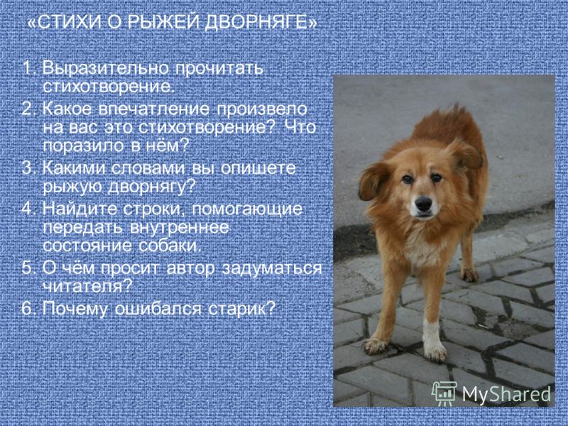 Собака дворняга — описание и характер породы, фото