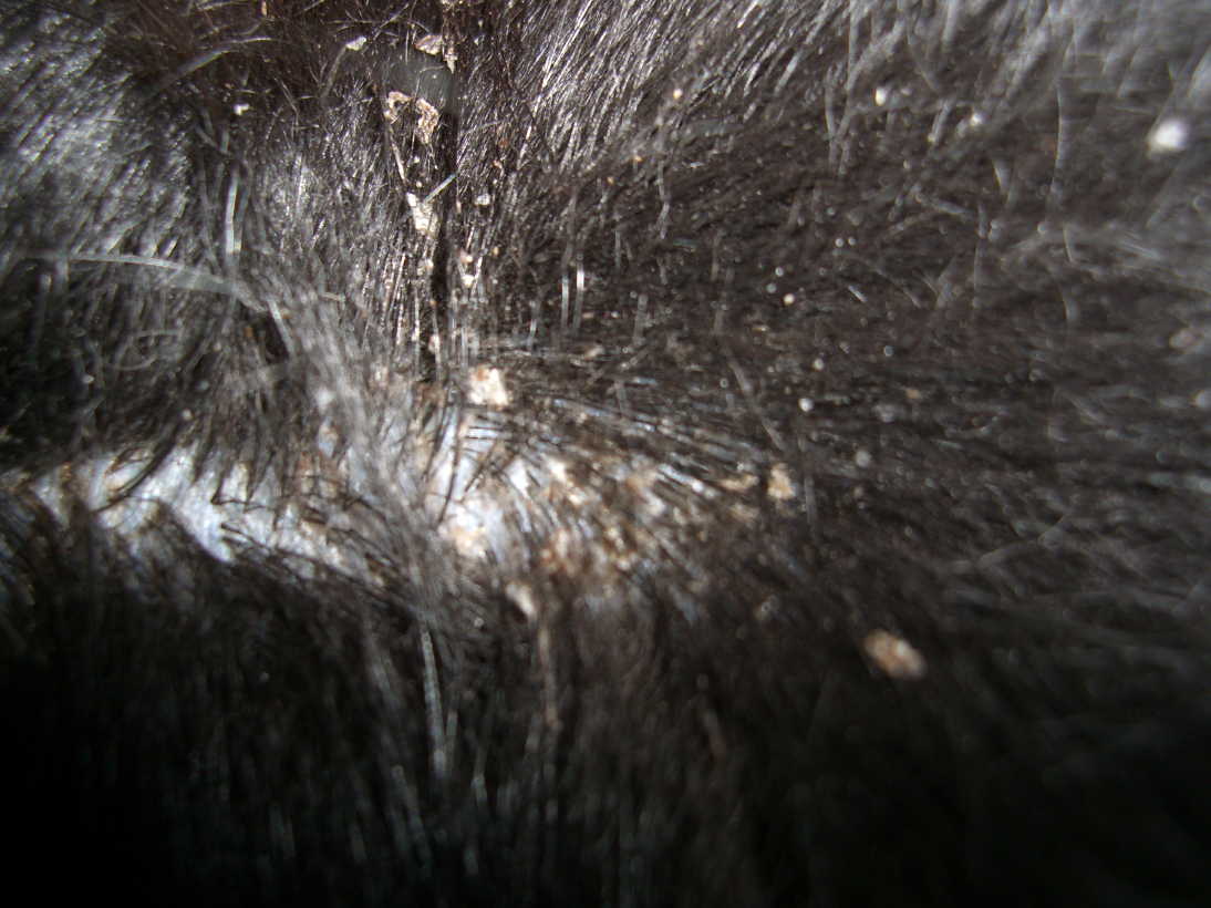 7 причин почему у собаки выпадает шерсть клоками - что делать
