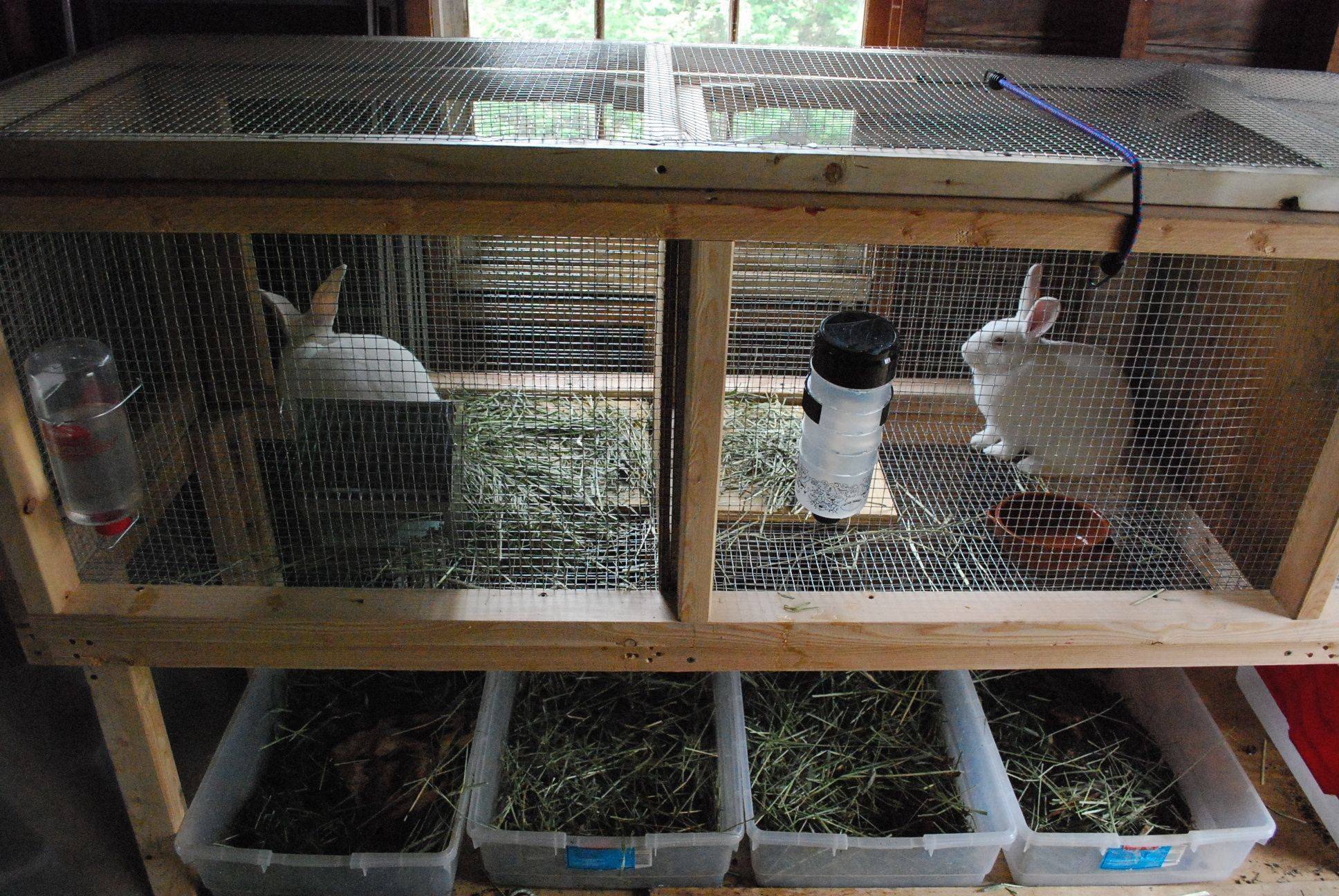 Разведение кроликов в домашних условиях: особенности и нюансы, советы и рекомендации + пошаговая инструкция разведения