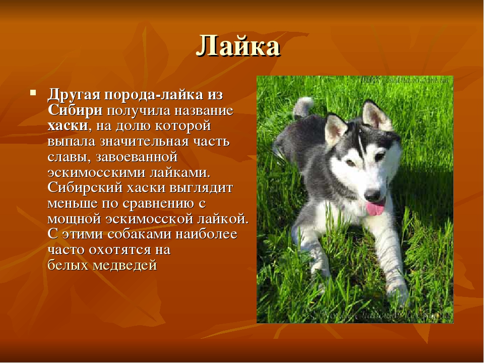 Подробное описание восточно сибирских лаек и их продолжительность жизни