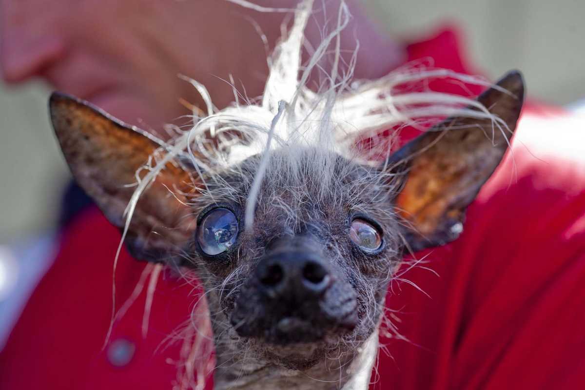Самые страшные собаки в мире | интересный сайт