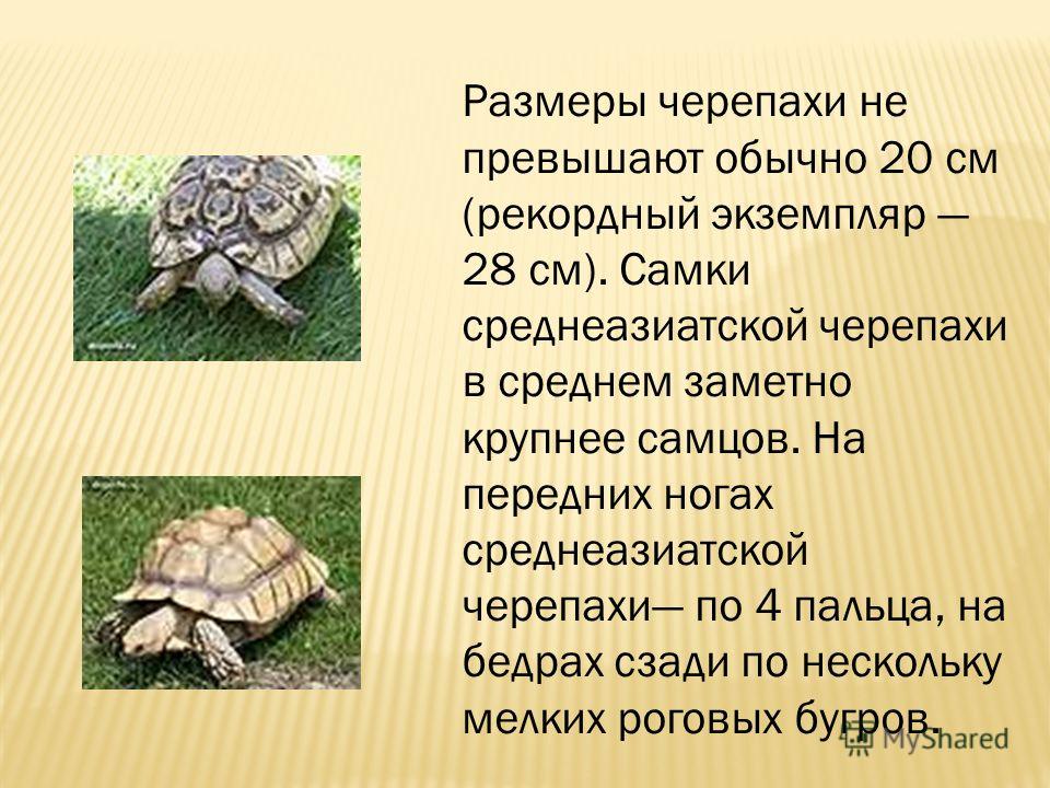Какие черты строения позволяют отнести черепах. Сухопутная Среднеазиатская черепаха красная книга. Сухопутная черепаха описание. Среднеазиатская черепаха Размеры.
