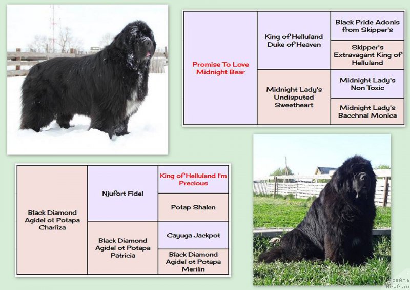 Порода собак ньюфаундленд (водолаз): характеристика и описание, особенности ухода