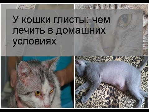 Домашнее лечение от глистов у кошек: народные средства, лекарства