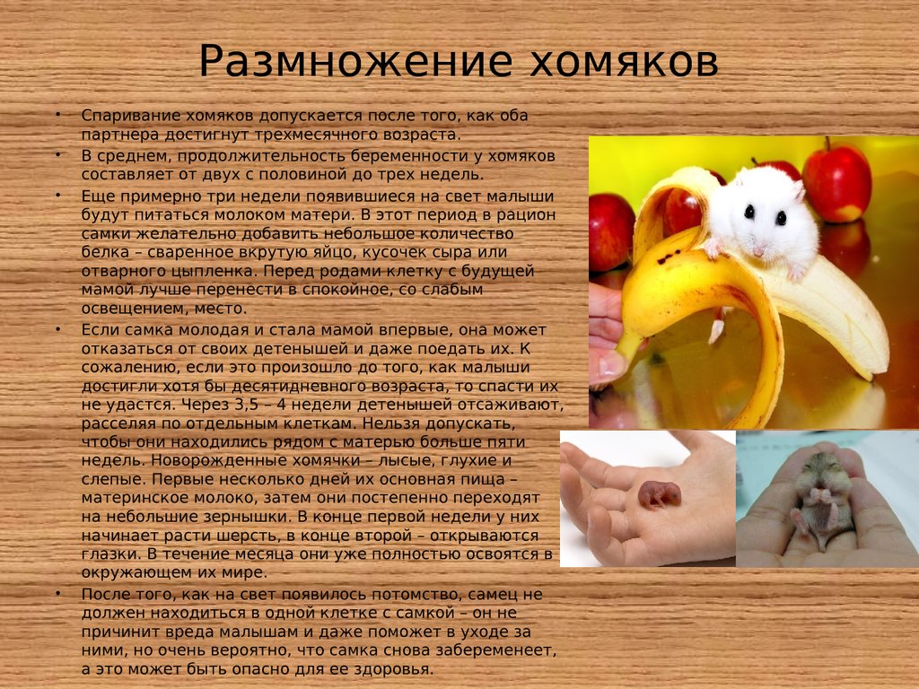 Размножение хомяков в домашних условиях