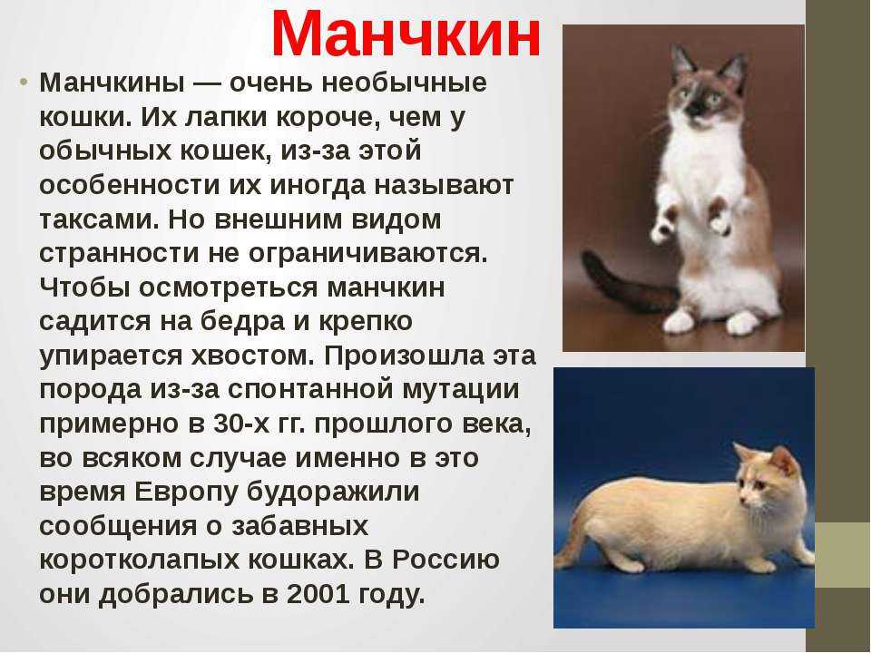 Анатолийская кошка. турецкая короткошерстная