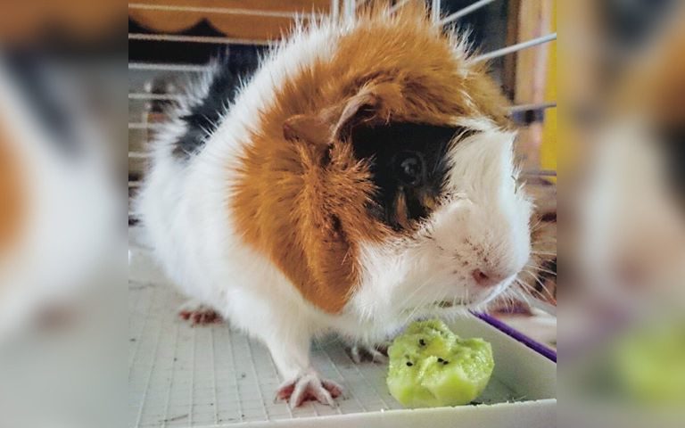 Чем кормить морскую свинку? какие продукты давать можно, а какие нельзя?