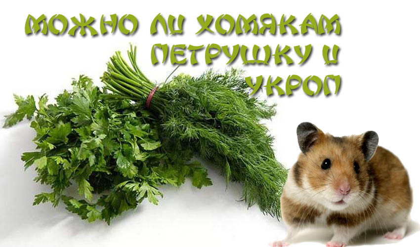Чем кормить хомяка в домашних условиях: что они любят, а что нельзя
