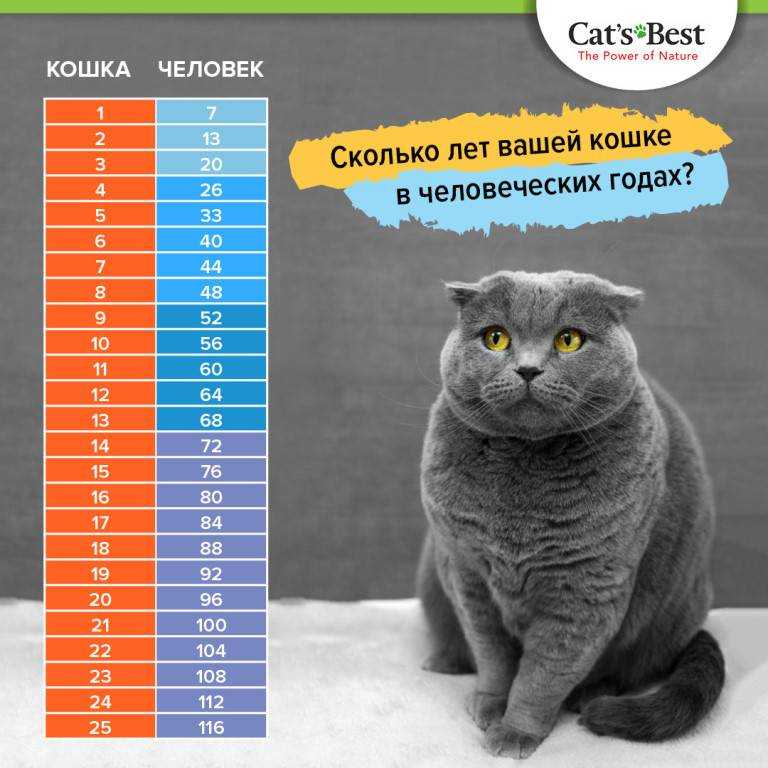 Сколько живут кошки в домашних условиях, продолжительность жизни котов лет