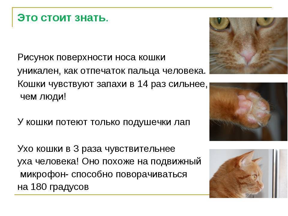 Пукают ли кошки и коты, пускают ли они газы с запахом, что делать, если это происходит постоянно?