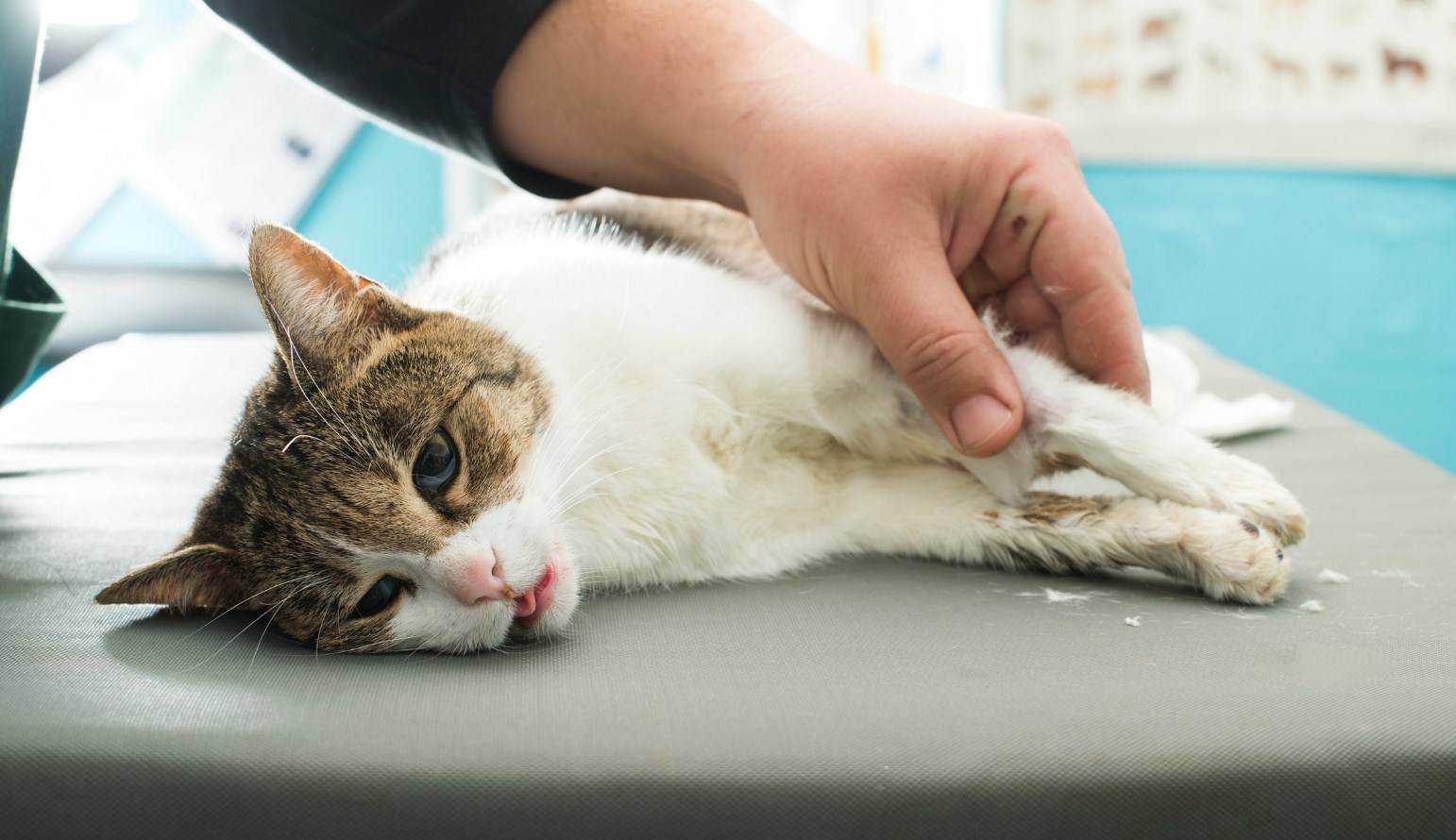 Сальмонеллез у кошек: симптомы и лечение | как лечить