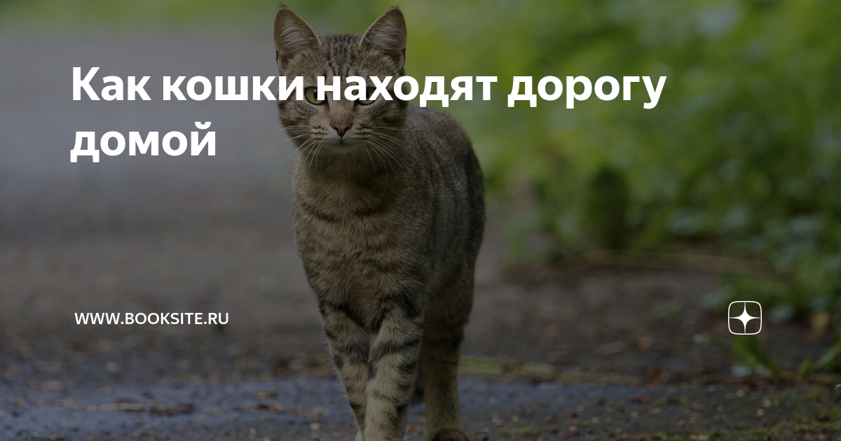 Как кошки находят дорогу домой. кошки, нашедшие дорогу домой