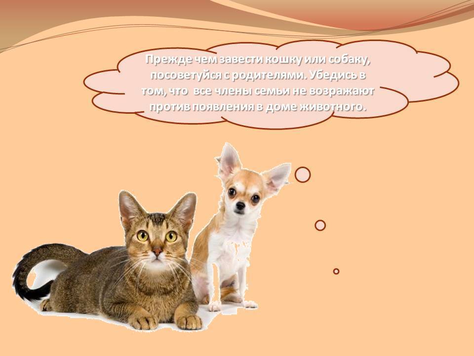 Кошка или собака - кто лучше и кого лучше завести