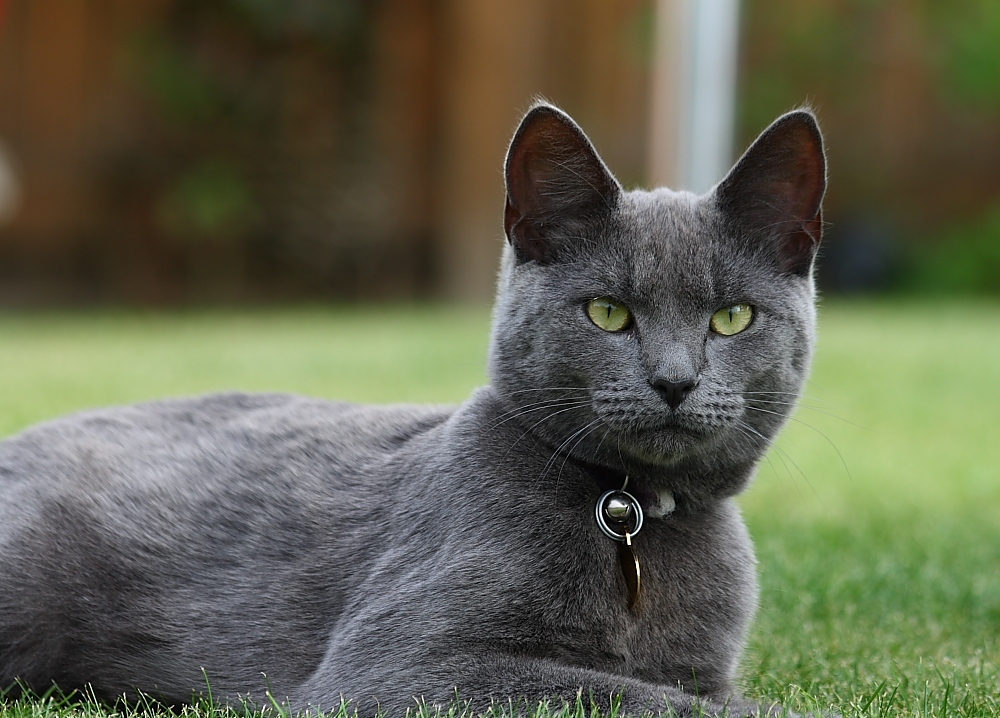 Русская голубая кошка: история породы, внешность, содержание, выбор