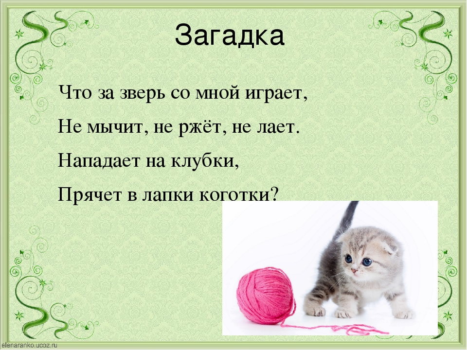 Загадки про кошек и котов