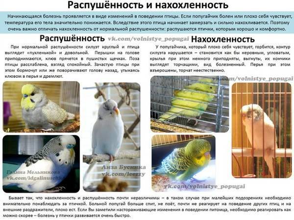 Сенегальский попугай