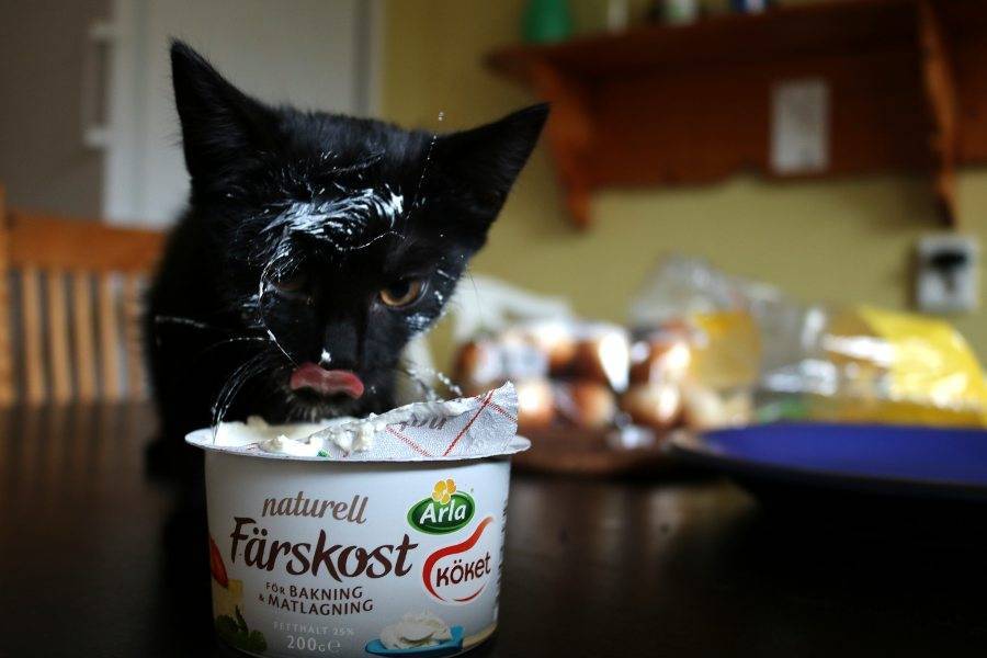 Можно ли давать сметану коту? | кот и кошка
