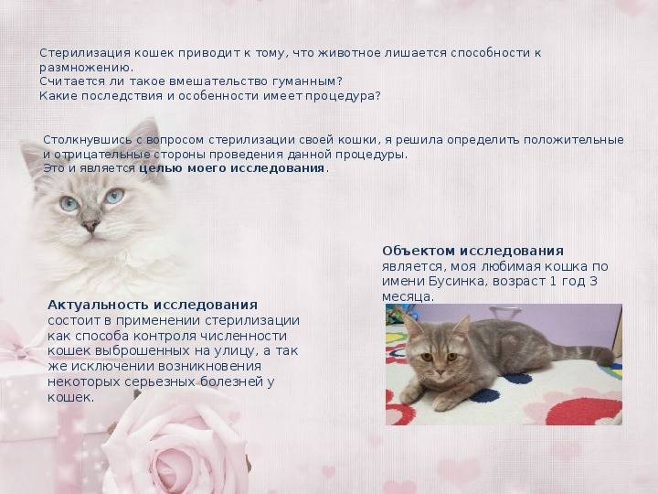 Эндоскопическая стерилизация кошек
