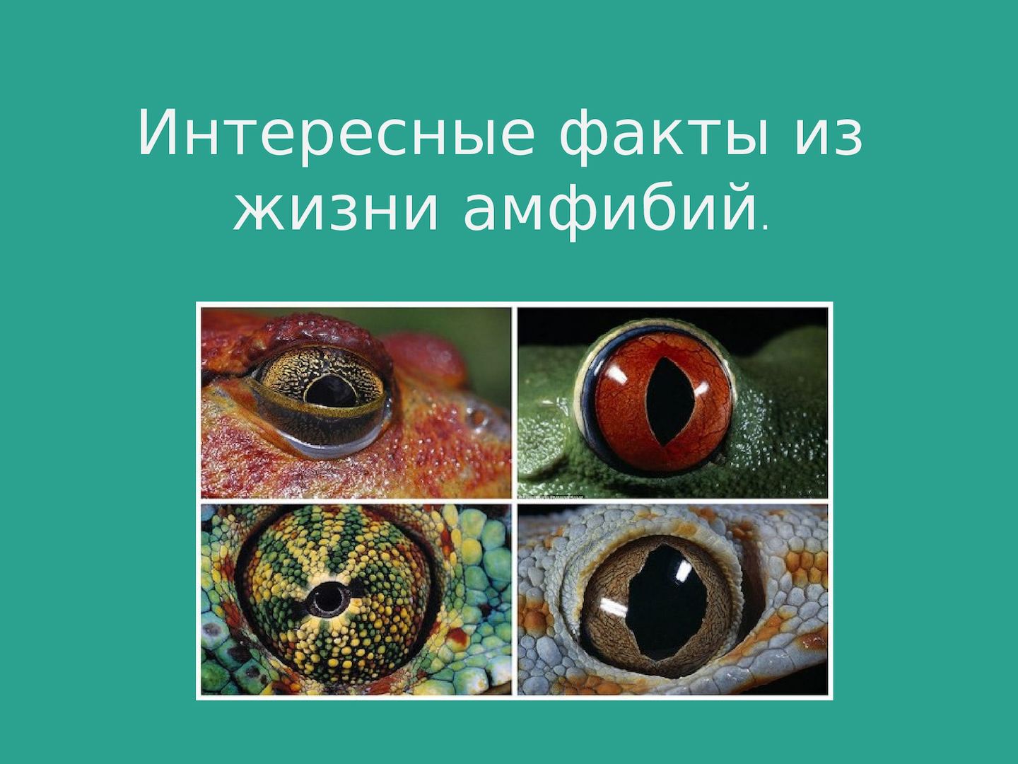 Удивительные земноводные