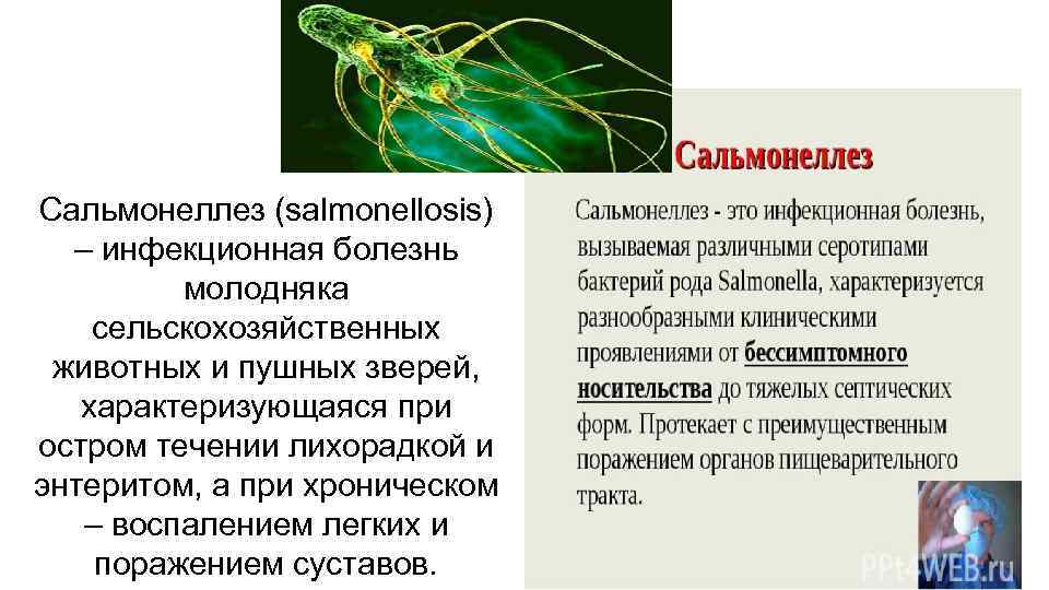 Причины и лечение сальмонеллеза у детей до 1 года и старше, профилактика, осложнения