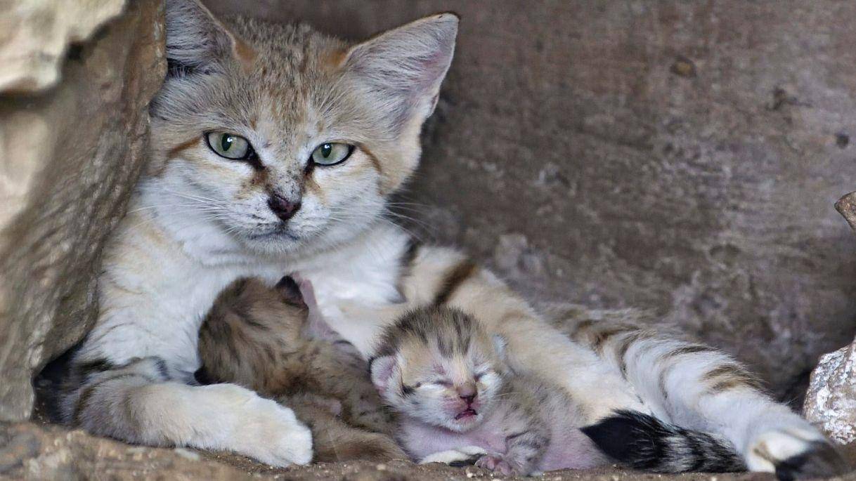 Барханный кот: особенности жизни в природе и домашних условиях