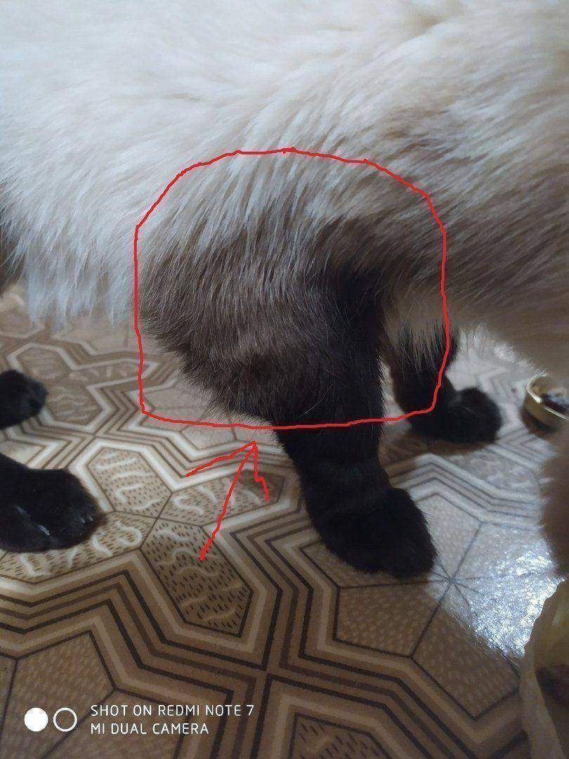 Кошка хромает на заднюю лапу: причины, как распознать перелом, ушиб, первая помощь